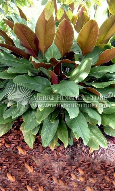 Calathea spp 1